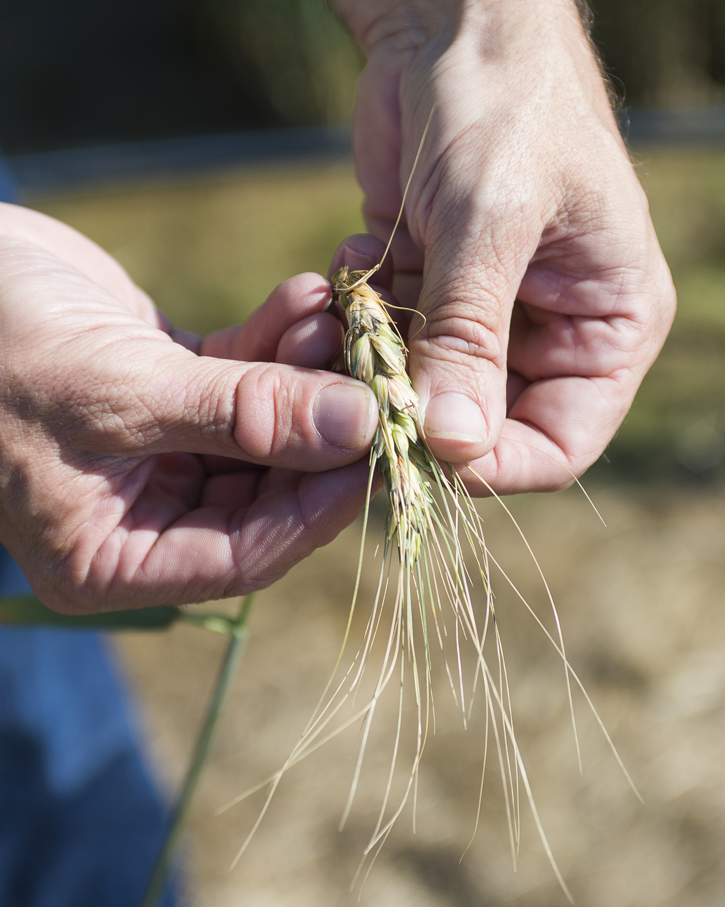 Wheat acreage affected by diseases, weather